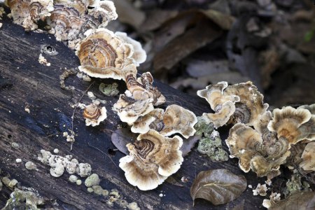 Photo for Trametes versicolor is a common polypore mushroom - Royalty Free Image