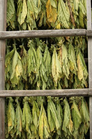Tobacco leaves drying in the wooden structure