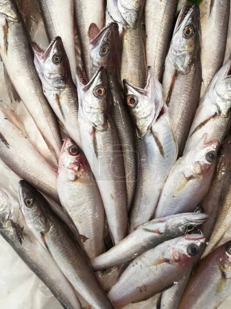 Téléchargez les photos : Une exposition de morues méditerranéennes à vendre au marché aux poissons - en image libre de droit