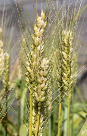 Senatore Cappelli es un famoso cultivar de trigo duro creado en Italia a principios del siglo XX.