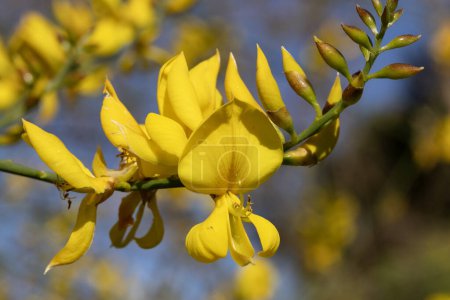 Spartium junceum, also known as Spanish broom, rush broom, or weaver's broom, is native to the Mediterranean basin, southwest Asia and northwest Africa. It grows in sunny sites, usually on dry, sandy soils