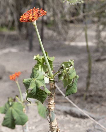 Jatropha podagrica es una planta suculenta de la familia Euphorbiaceae, originaria de las Américas tropicales. Los nombres comunes incluyen Gout Plant, Gout Stalk, Guatemalan Rhubarb, Coral Plant, Buddha Belly Plant