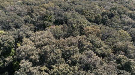 aerial view of a holm oaks Mediterranean forest