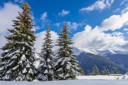 Winterliche Berglandschaft mit einer Gruppe majestätischer Tannen im Vordergrund.