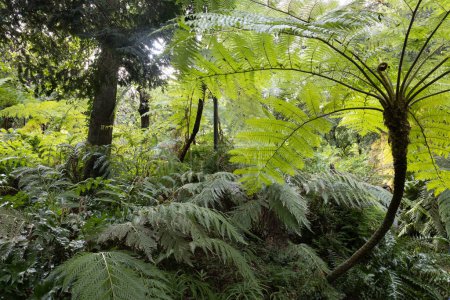 A beautiful tropical ferns garden