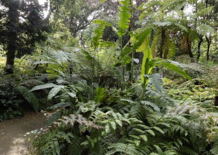 A beautiful tropical ferns garden