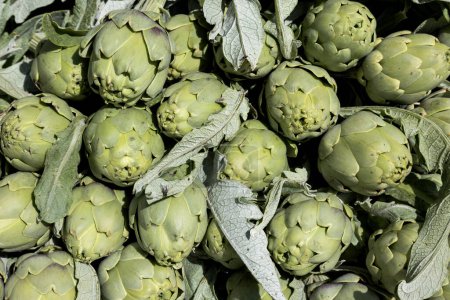 The white artichoke of Pertosa is considered among the delicacies of Mediterranean agricultural products