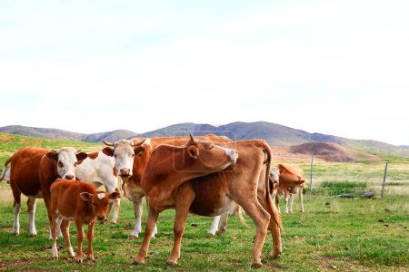 Foto de El ganado está comiendo hierba en el pastizal - Imagen libre de derechos
