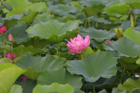 Foto de Flor de loto rosa en el estanque - Imagen libre de derechos
