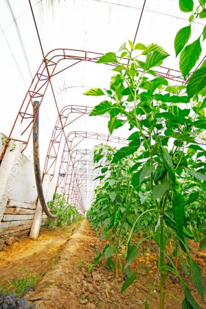 Foto de Pimienta verde cultivada en invernadero - Imagen libre de derechos