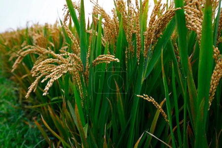 Foto de Los arrozales de otoño - Imagen libre de derechos