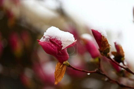 Magnolia flower, landscapA close-up shot