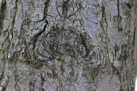 Photo for The texture of the old tree - Royalty Free Image