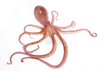 Photo for Octopus isolated on a white background - Royalty Free Image