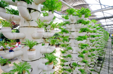 Lettuce grown in a plantation