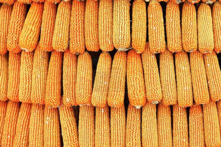 Photo for Background of corn on the cob - Royalty Free Image