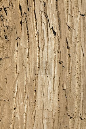 Photo for The texture of the bark - Royalty Free Image