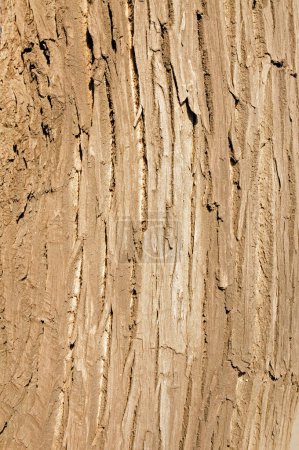 Photo for The texture of the bark - Royalty Free Image