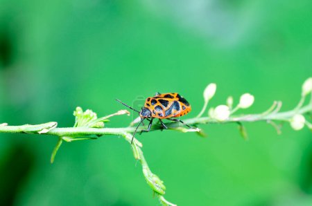 Foto de Como insectos, tomados en el entorno natural salvaje - Imagen libre de derechos