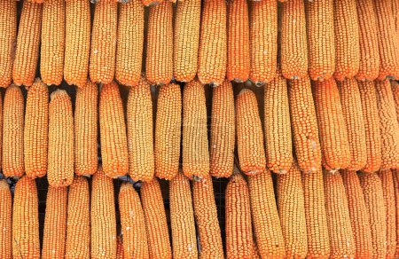 Photo for Background of corn on the cob - Royalty Free Image