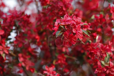 Floración china de cangrejo-manzana 