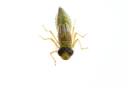 Dragonfly larvae, and on a white background