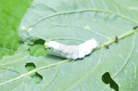 Inchworm, Arten grüner Pflanzen auf Insekten 