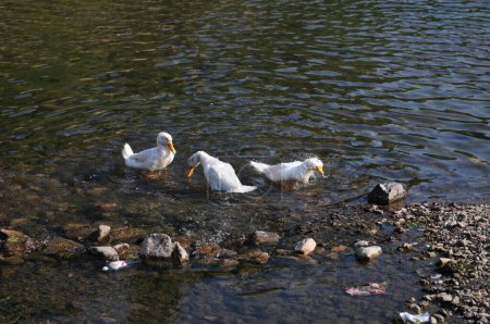 Téléchargez les photos : Petit cygne nager dans l'étang - en image libre de droit