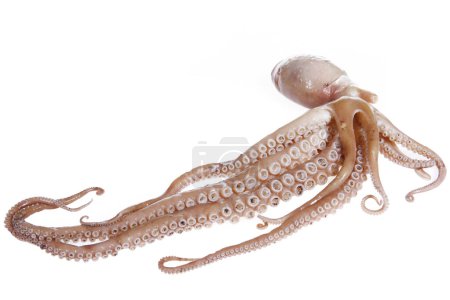 Octopuses on a white background