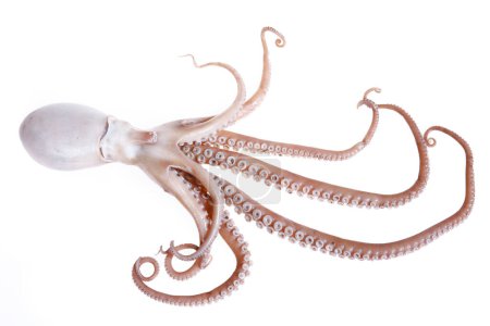 Octopuses on a white background