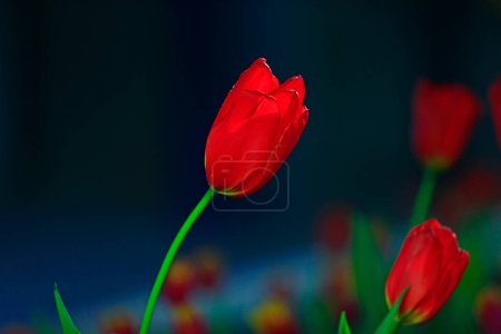 Tulipán colorido Disparos de cerca, muy hermoso