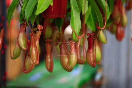 Tropical pitcher plants in the garden 