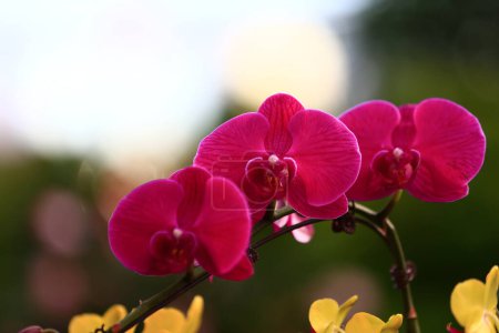 Beautiful orchids, butterfly orchid 
