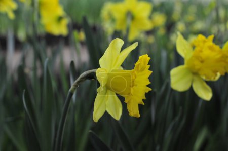 daffodils close-range shooting