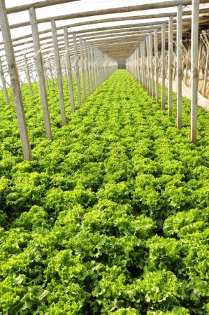 Lettuce grown in a plantation