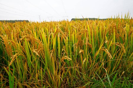 The autumn rice fields 