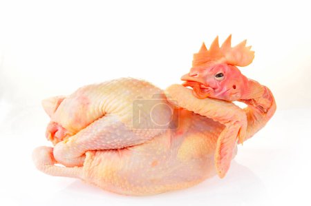 Chicken isolated on a white backgroun
