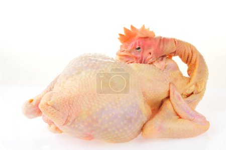 Chicken isolated on a white backgroun
