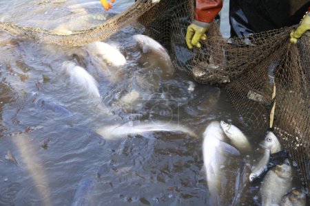Téléchargez les photos : Les poissons dans les filets de pêche d'eau - en image libre de droit