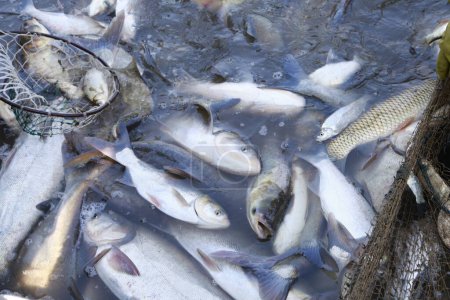 Les poissons dans les filets de pêche d'eau