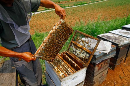 El panal y las abejas