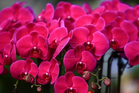 Schöne Orchideen, Schmetterlingsorchidee 
