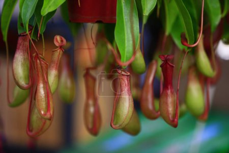 Tropical pitcher plants in the garden 