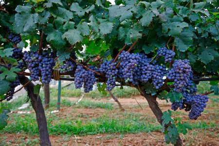 Téléchargez les photos : Les raisins matures poussent sur les arbres - en image libre de droit