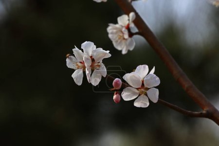 Téléchargez les photos : Fleurs d'abricot en fleurs tir à bout portant - en image libre de droit