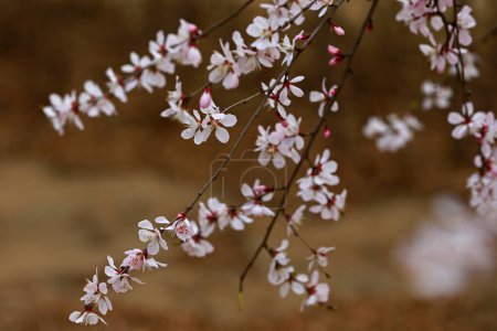 Téléchargez les photos : Fleurs d'abricot en fleurs tir à bout portant - en image libre de droit