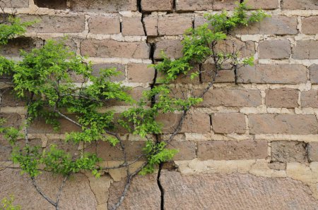 Végétation verte à grimper sur le mur 