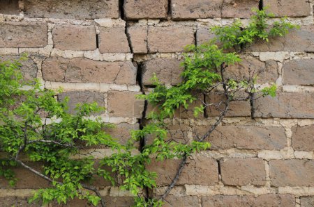 Green vegetation to climb on the wall 