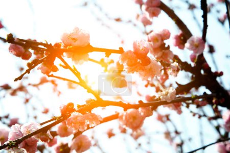 Blooming cherry blossom Very beautiful
