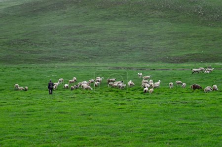 Schafherde auf der Weide und blauer Himmel, Schafgruppe frisst Gras auf der Weide, Landschaft aus Gras fällt